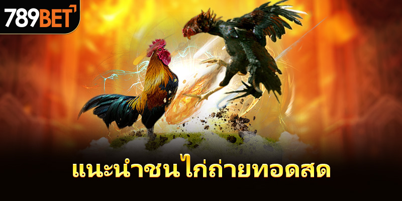 แนะนำชนไก่ถ่ายทอดสด