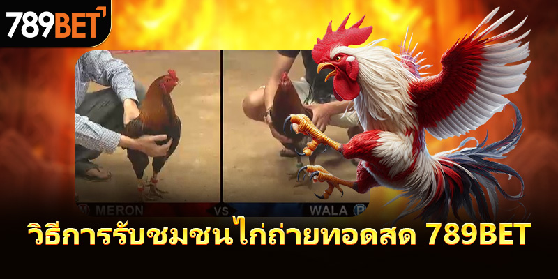 วิธีการรับชมชนไก่ถ่ายทอดสด 789bet